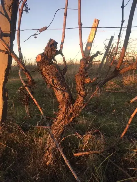 Um vinho de São Valentim — imagem 3