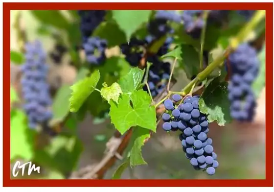 Carmenere rebrota num prazer chileno. — imagem 5