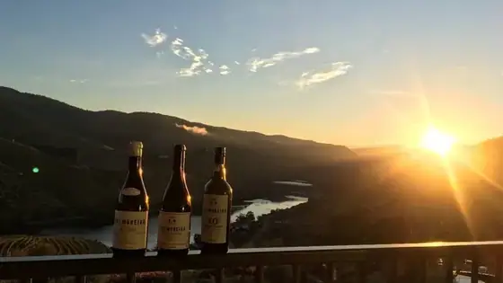 X Vinus — O refúgio dos vinhos para apreciar! — imagem 25
