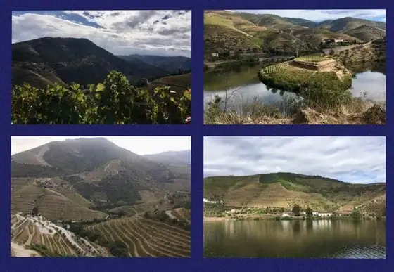 X Vinus — O refúgio dos vinhos para apreciar! — imagem 29