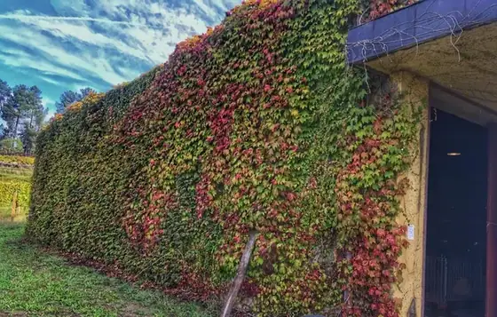 A Casa de Cello e a fermentação dos mostos — imagem 3