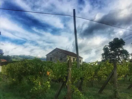 A Casa de Cello e a fermentação dos mostos — imagem 27