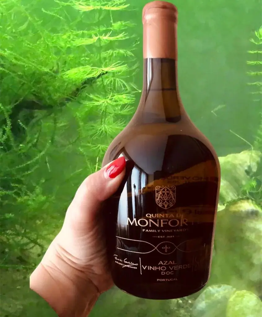 Hoje o mimo é... Quinta de Monforte, Azal Superior, 2021